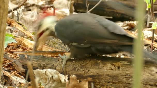 Pileated Woodpecker Pecks Log Looking Food Hops Away — Stock video