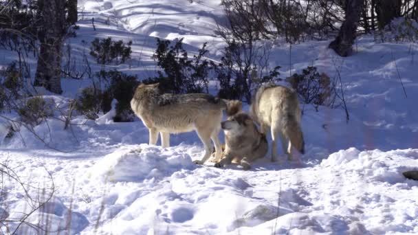 Tři šedí vlci se drží pohromadě za chladného zimního dne v norské přírodě - Vlci odpočívající ve zasněžené krajině se stromem a zelení v pozadí - Static telezoom