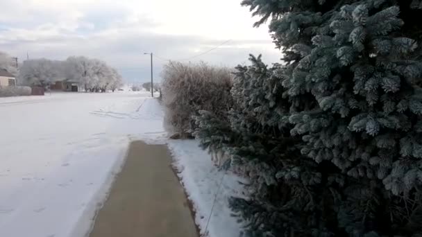 White Husky Dog Leash Being Walked Winter Snow — Videoclip de stoc