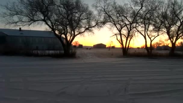 Family Deer Traveling Snow Small Town Dawn Just Sun Comes — Stockvideo