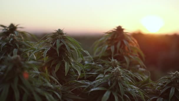 Cannabis Farm South East Colorado Sunrise — Video