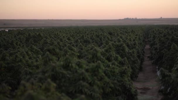 Cannabis Farm South East Colorado Sunrise — Stock videók