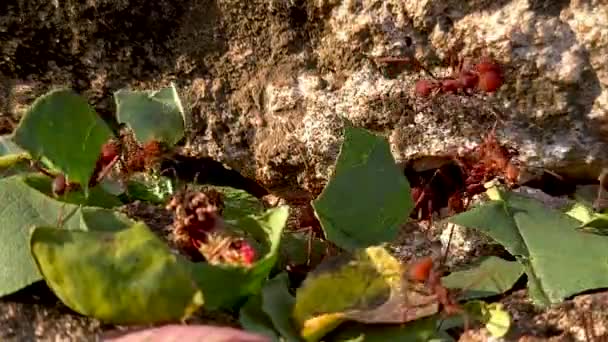 Atta Είναι Ένα Γένος Μυρμηγκιών Του Νέου Κόσμου Της Υποοικογένειας — Αρχείο Βίντεο