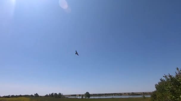 Velký Pták Létá Poli Vedle Hřiště Jezera Slunečného Dne Poblíž — Stock video
