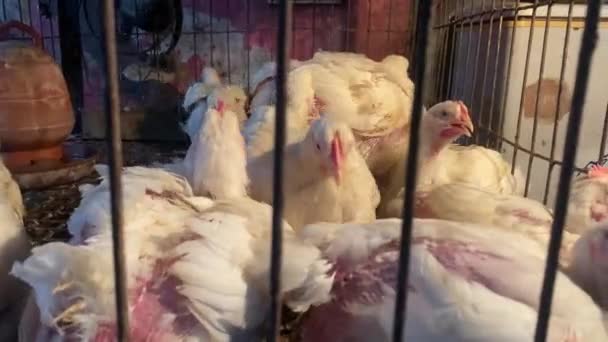 Gruppe Von Weiß Gefiederten Masthühnern Käfig Durch Gitterstäbe Gesehen — Stockvideo