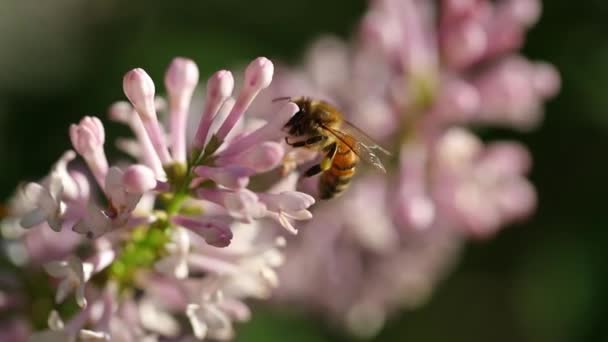 春のライラックの花の蜜を食べながらミツバチのゆっくりとした動きの眺めは その後飛んでいきます — ストック動画