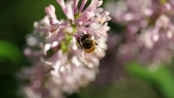 Honey Bee Inserts Its Proboscis Pink Summer Lilac Blossoms Feed — Stock Video