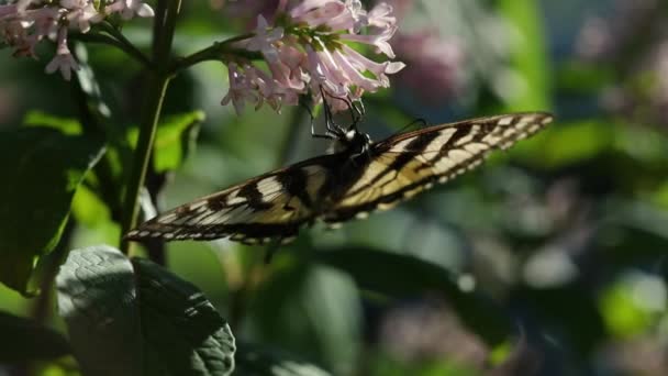 在下午的阳光下 一只帝王蝴蝶的翅膀是背光 因为它从夏天的百合花中采集花蜜 — 图库视频影像