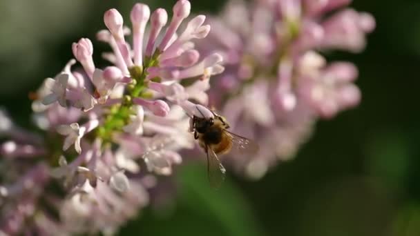 慢动作特写看着一只蜜蜂在粉色紫丁香花之间盘旋和飞翔 同时采食花蜜 — 图库视频影像