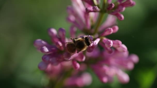 Looking Honey Bee Collects Feeds Nectar Pink Summer Lilac Blossoms — Stockvideo