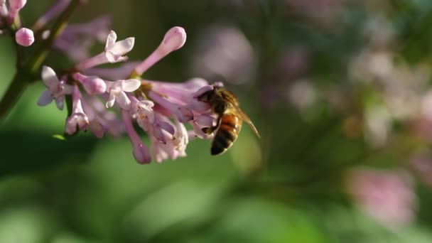 夏のライラックの花から蜜を集めるミツバチ — ストック動画