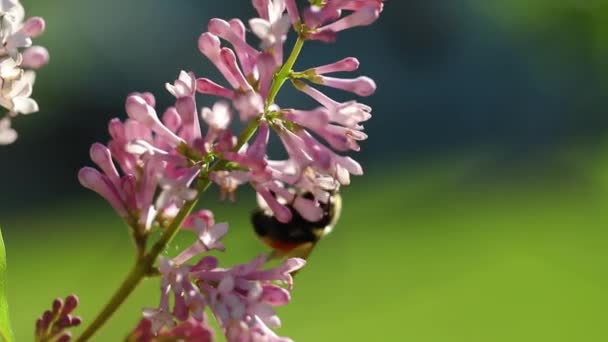 Calabrone Muove Tra Fiori Lilla Primaverili Nutrendosi Del Nettare — Video Stock