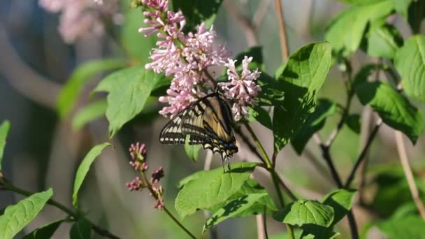 Квітучі Весняні Квіти Бузку Запрошують Монархів Метеликів Нагодувати Солодким Нектаром — стокове відео