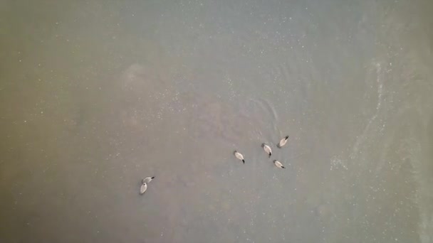 冬の間 ポコ山脈の凍った湖に浮かぶジーズ — ストック動画