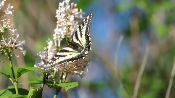 Una Farfalla Monarca Raccoglie Nettare Dai Fiori Lilla Primaverili — Video Stock