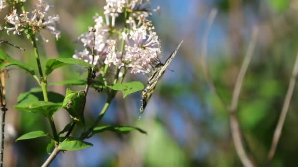 Bir Kral Kelebeği Bahar Leylak Çiçeklerinin Nektarıyla Toplanır Beslenir — Stok video