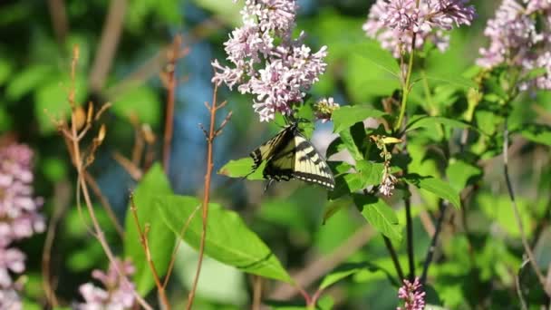 Monarque Noir Jaune Déplace Délicatement Entre Les Fleurs Lilas Recueillant — Video