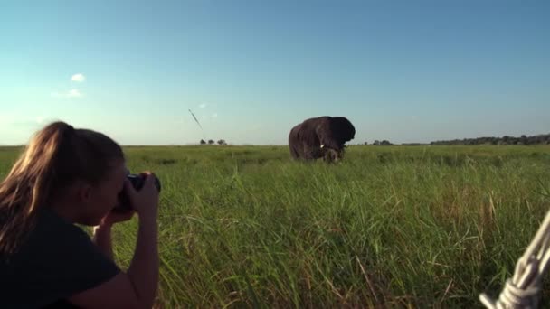 Uma Jovem Mulher Tirando Fotos Grande Touro Elefante Grama Alta — Vídeo de Stock