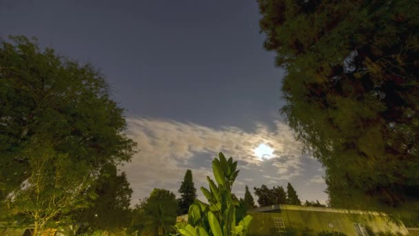 以松树为背景的加利福尼亚月亮升起了 — 图库视频影像