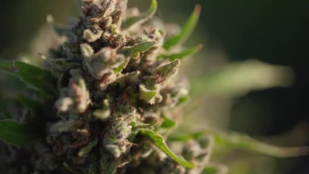 South East Colorado Cannabis Farm Sunrise — Vídeo de Stock