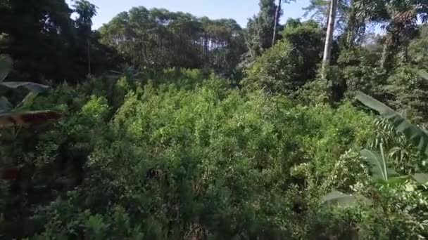 Drónrepülés Kolumbiai Dzsungel Felett — Stock videók