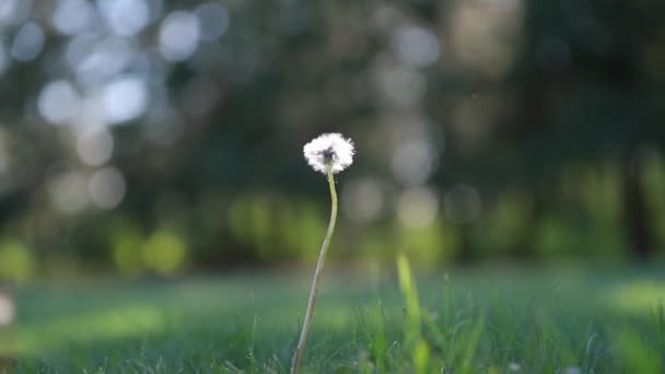 Focus Pull Treed Park Background Single Sunlight Dandelion Seed Head — Video Stock