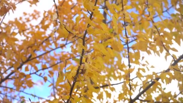 Yellow Aspen Tree Leaves Blue Sky White Clouds Autumn Colors — Video