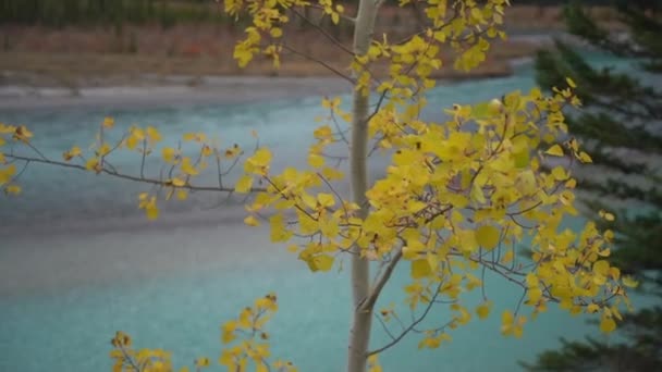 Yellow Aspen Tree Leaves Turquoise Water Glacial River Pristine Wilderness — Stock video