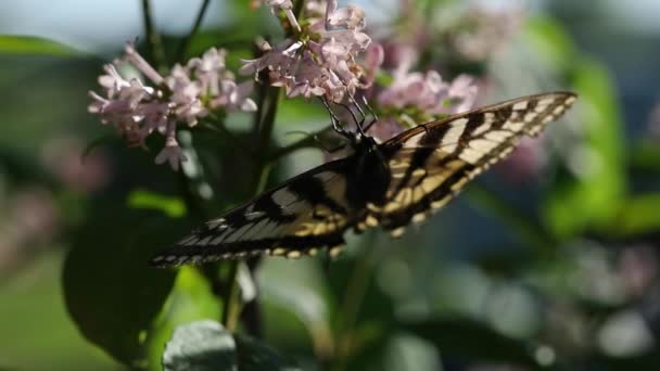 春のライラックの花の蜜に餌を与え 逆さまにぶら下がるモナーク蝶 — ストック動画