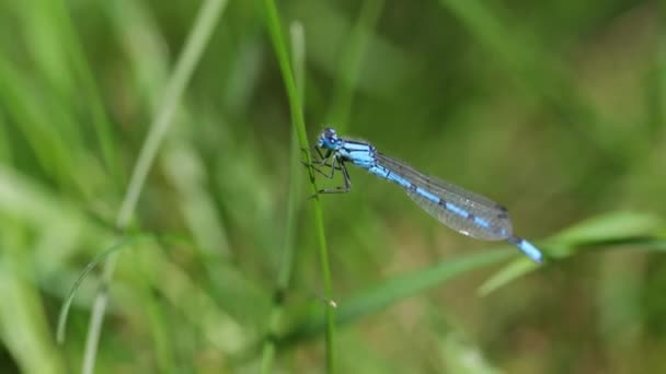 Close View Common Blue Damselfly Resting Blade Grass Gently Swaying — Vídeo de Stock