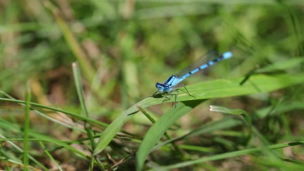 Una Libellula Blu Comune Abbronza Mentre Siede Filo Erba — Video Stock