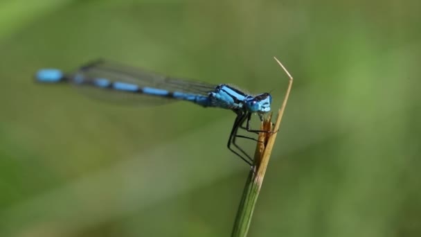 Una Macro Vista Una Comune Damigella Blu Mentre Aggrappa Filo — Video Stock