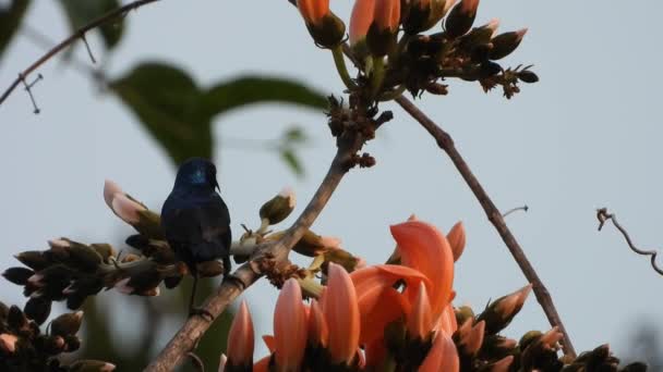 Hummingbird Beautiful Flowers Finding Drink — Vídeo de Stock