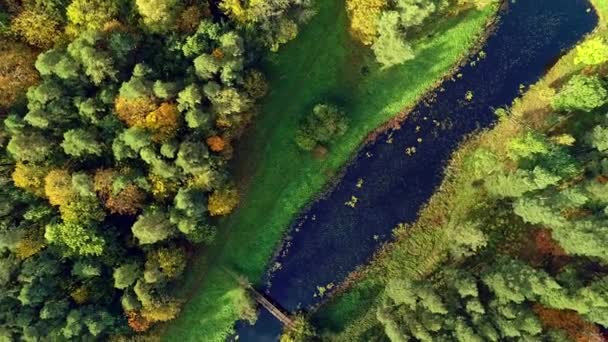 Footbridge Natural Pond Lush Green Forest Ascending Rotating Drone — ストック動画