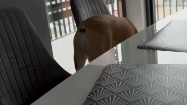 French Bulldog Walks Chairs Dining Area House Close — Stockvideo