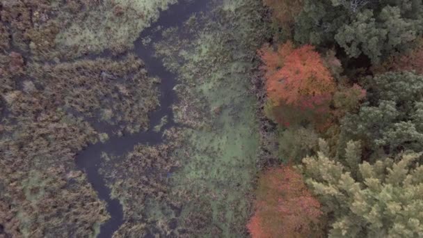 Aerial View Swamp Autumn Vermont Nature Landscape — Wideo stockowe