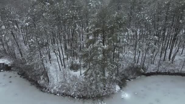 Cold Winter Day Forest New Jersey Aerial Shot — Video