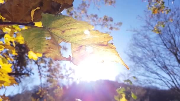 Detailní Záběr Podzimní Žluté Listí Sluneční Svit Který Jím Svítí — Stock video