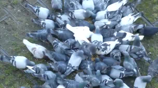 High Angle View Flock Pigeons Battle Seeds Thrown Grass Floor — Video