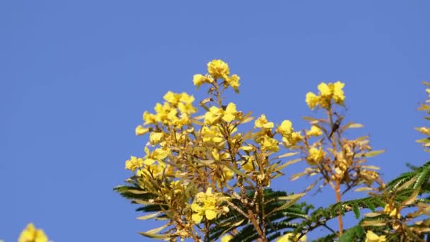 Rušná Včela Vážky Létat Kolem Pylu Krásné Zlatožluté Květy Peltophorum — Stock video