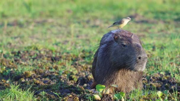 Happy Cattle Tyrant Machetornis Rixosa Dancing Top Giant Dozy Capybara — Stock Video