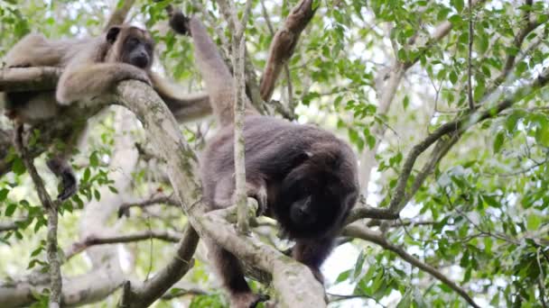 Male Black Howler Hanging Upside Its Tail Wrap Tree Branch — Video Stock