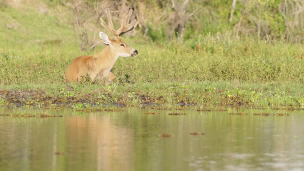 Marsh Deer Blastocerus Dichotomus Resting Riverbank Occasionally Rotate Its Ears — стоковое видео