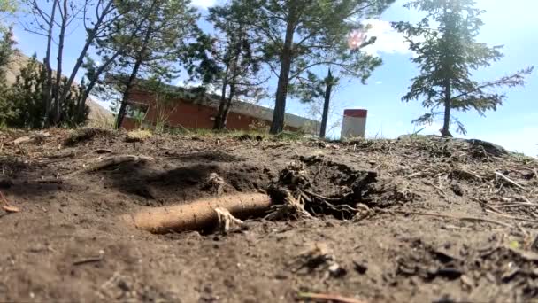 アルバータ州の晴れた日に公園の穴から頭を突き出している小さなプレーリードッグカナダ — ストック動画
