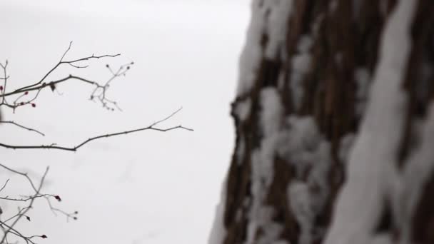 Close Tree Branches Winter Snow — Wideo stockowe