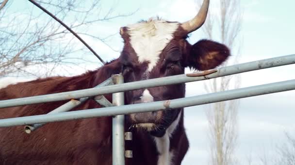 Samotná Kráva Rohem Železného Plotu — Stock video