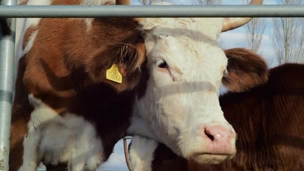 Mère Vache Son Beau Veau — Video