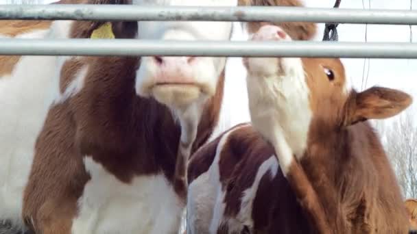 奶牛妈妈和它的小牛闻到了栅栏附近的空气 — 图库视频影像