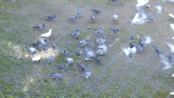 High Angle View Flock Pigeons Take Flights Return Battle Seeds — Stock Video