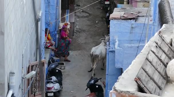 Indian Woman Traditional Clothing Scaring Cow Away Tiny Street Blue — Stok Video
